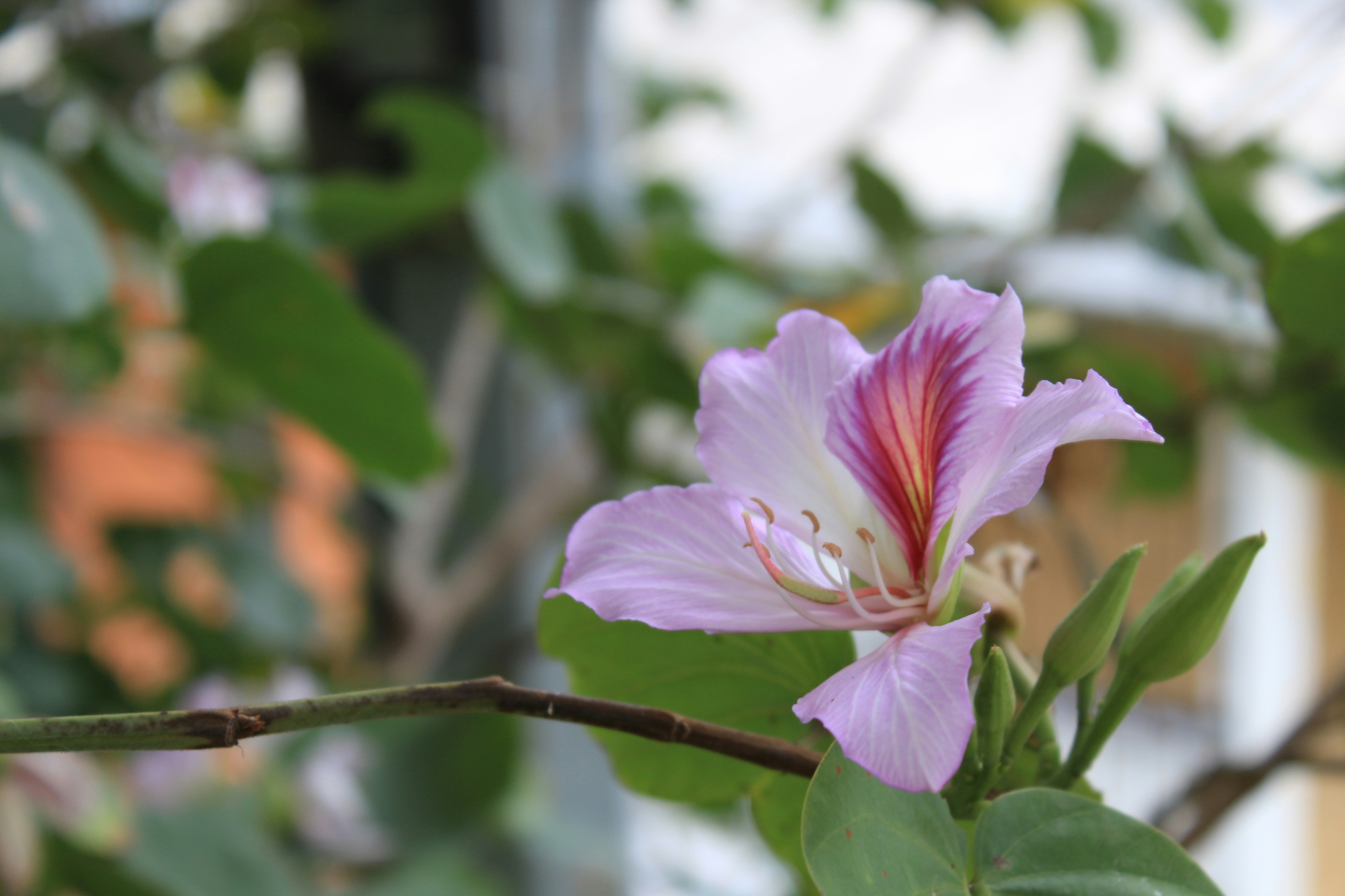 Free Unsplash photo from Jhon David