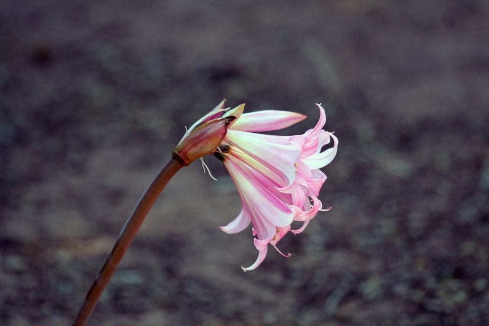 fleur blanche et rose