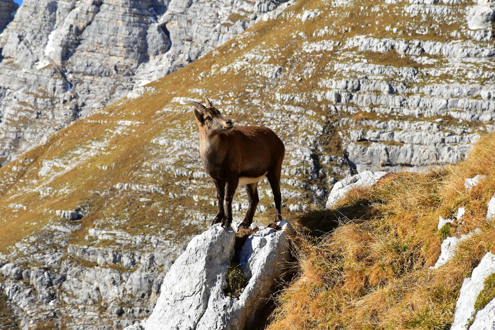 Nikon D5500 + Nikon AF-S DX Nikkor 18-105mm F3.5-5.6G ED VR sample photo. Brown mountain goat photography