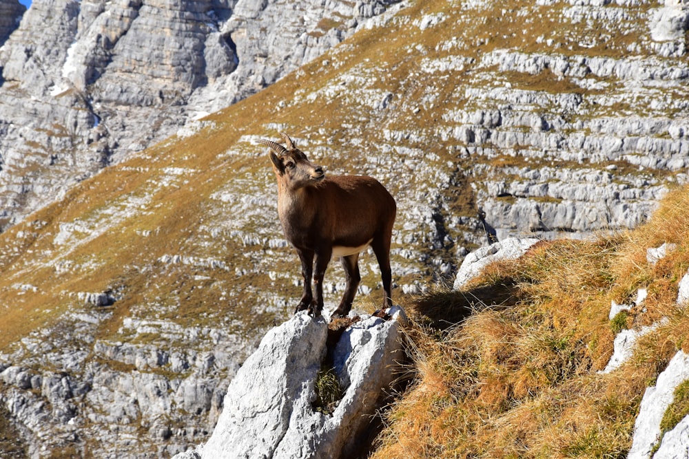 brown mountain goat