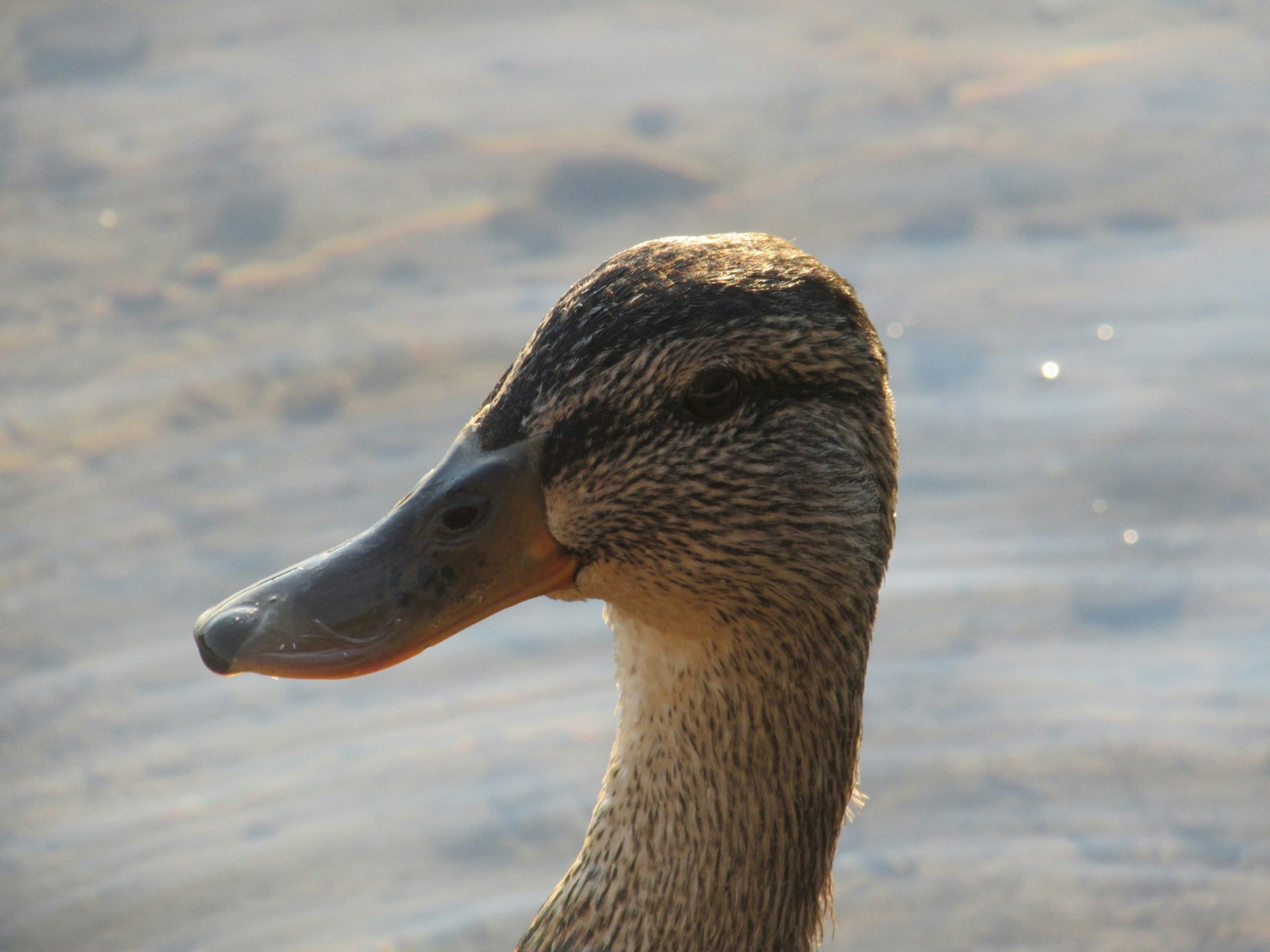 Free Unsplash photo from NY Metro Weather