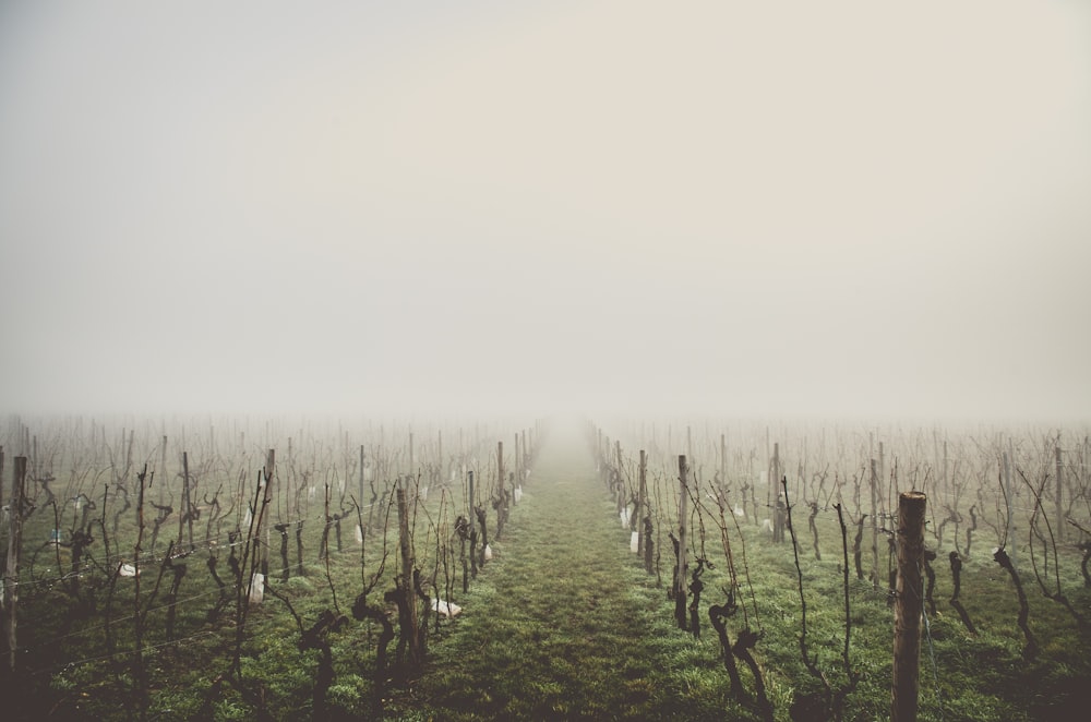 green fields with leafless trees on a foggy day