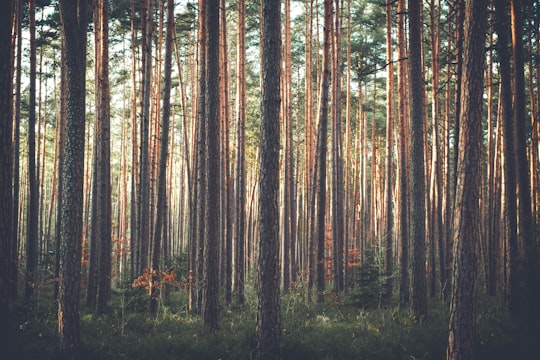 photo of Langenzenn Forest near Ehrenbürg