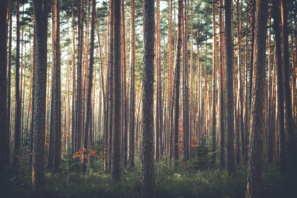 Photo d’un lot d’arbres bruns pendant la journée