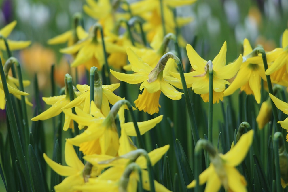 yellow petaled flower field