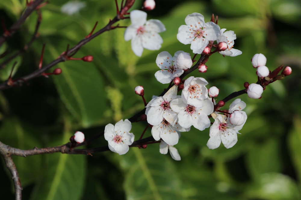 shallow focus photography of white flowers