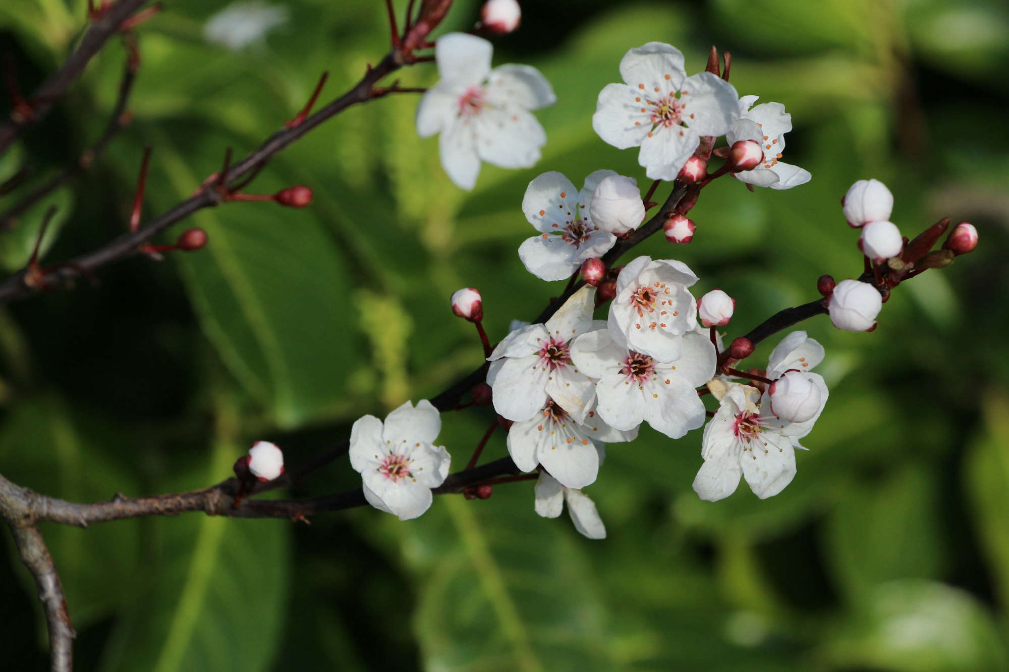 Springtime white blossom