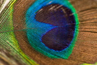 photography of peacock feather
