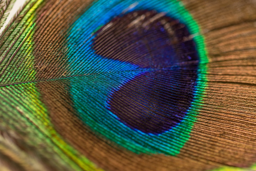 photography of peacock feather