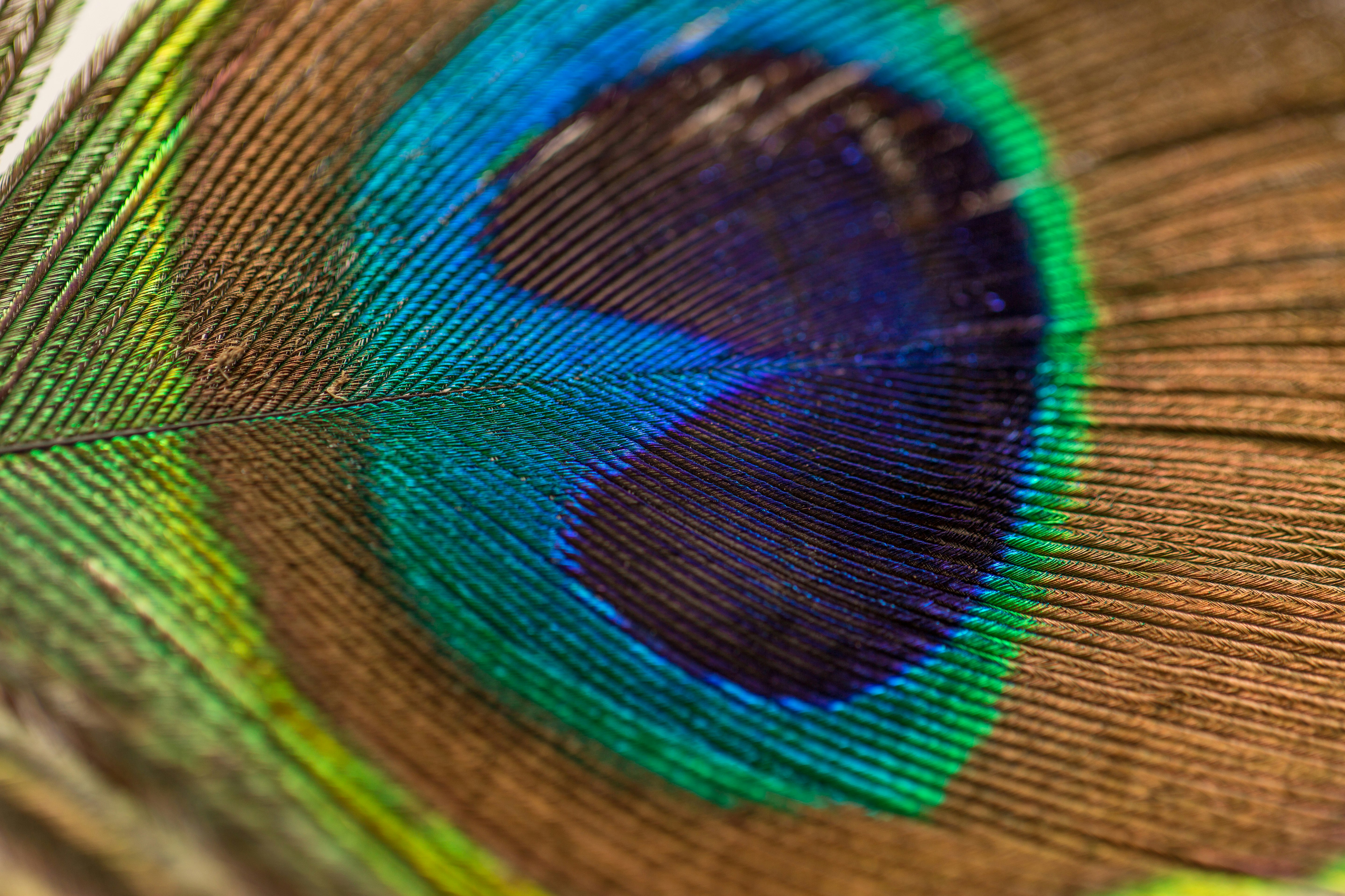 photography of peacock feather