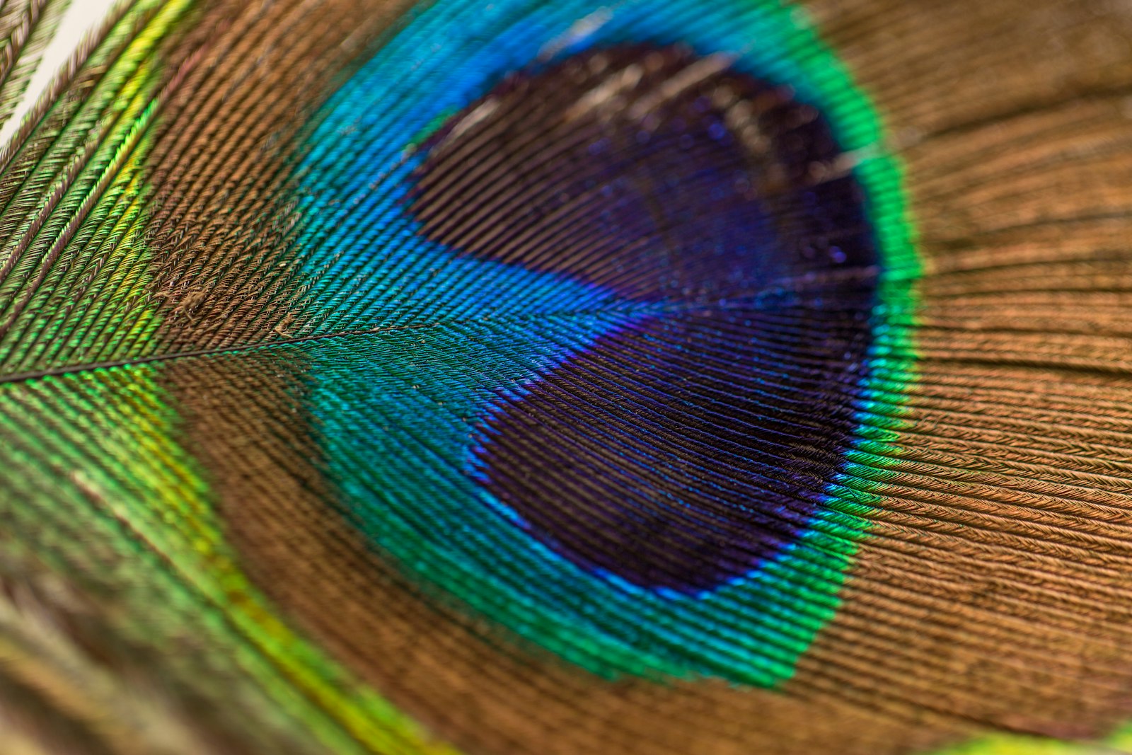 Canon EOS 5D Mark III + Canon EF 100mm F2.8L Macro IS USM sample photo. Photography of peacock feather photography