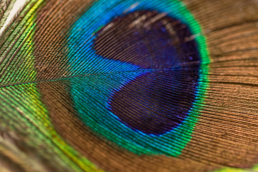 Photographie de plume de paon