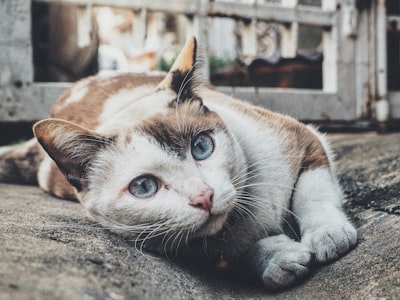 Cat photo by kitsanoo on unsplash.com