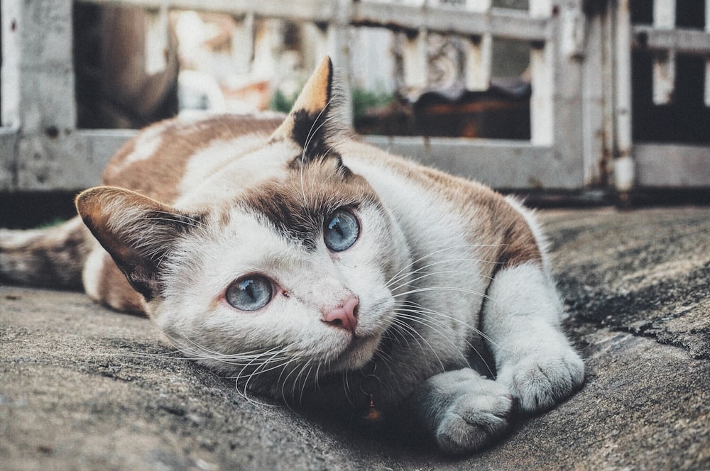 Photo de mise au point sélectionnée d’un chat tricolore s’appuyant sur un pavage en béton gris