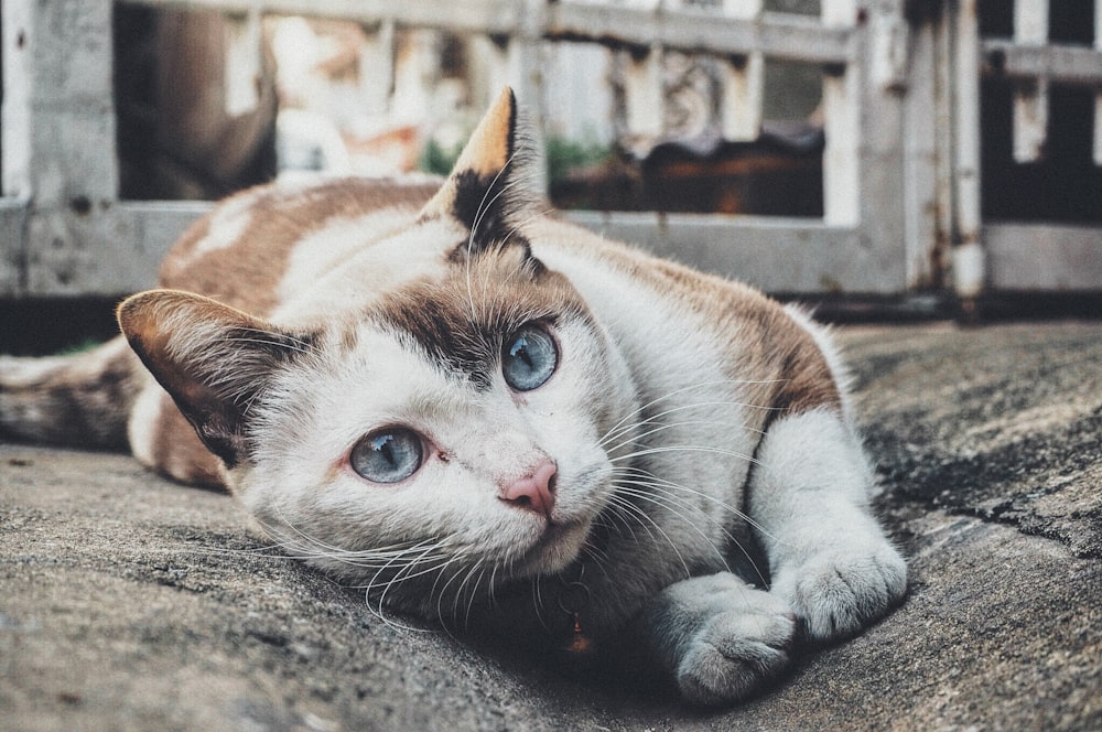 selected-focus photo of tricolor cat leaning on gray concrete paving