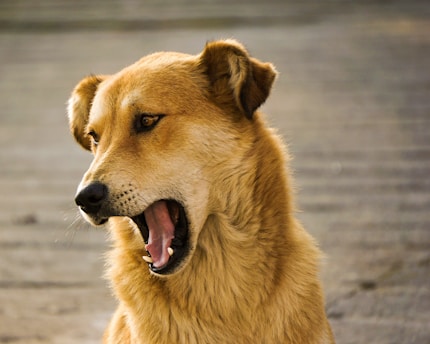 A brown dog with a fluffy coat is looking to the side, mouth open slightly as if panting. Its ears are perked up and the background is a blurred gray surface.