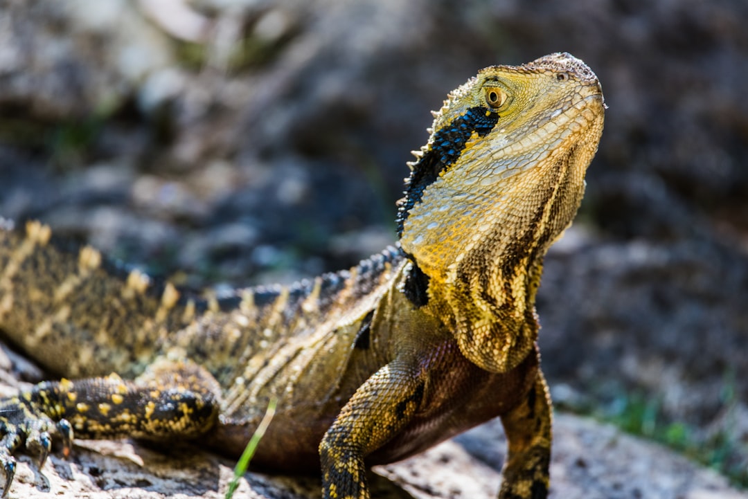closeup photography of yellow and black lizard