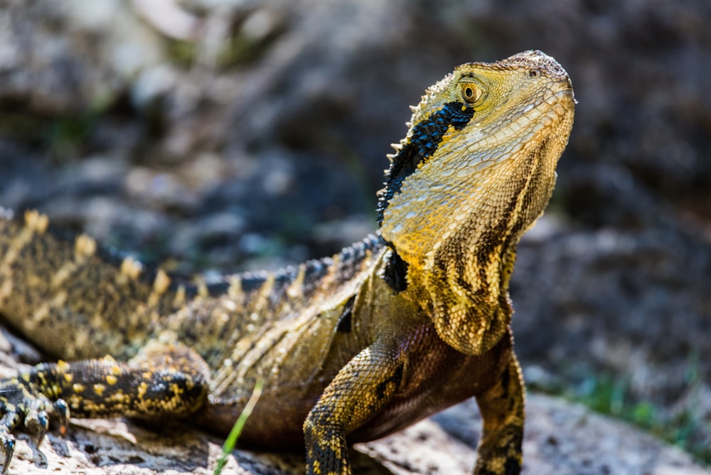 fotografia de closeup do lagarto amarelo e preto