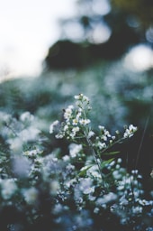 selective focus of white baby's-breath flowers blooming