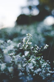 selective focus of white baby's-breath flowers blooming