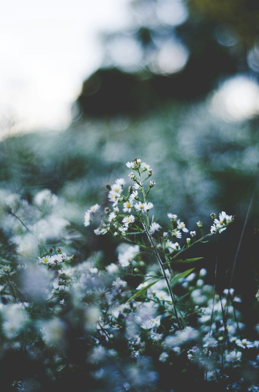 selective focus of white baby's-breath flowers blooming