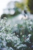 Soft focus image of wildflowers in a meadow, highlighting nature's gentle beauty.