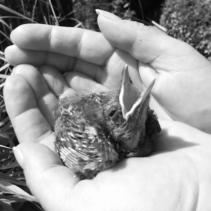 A caring wildlife rehabilitator gently holding a small injured bird in their hands.