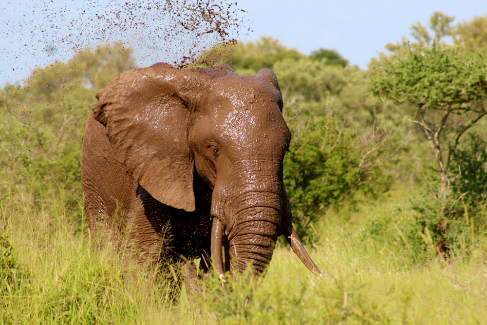 Elefante marrone che cammina sul campo di erba