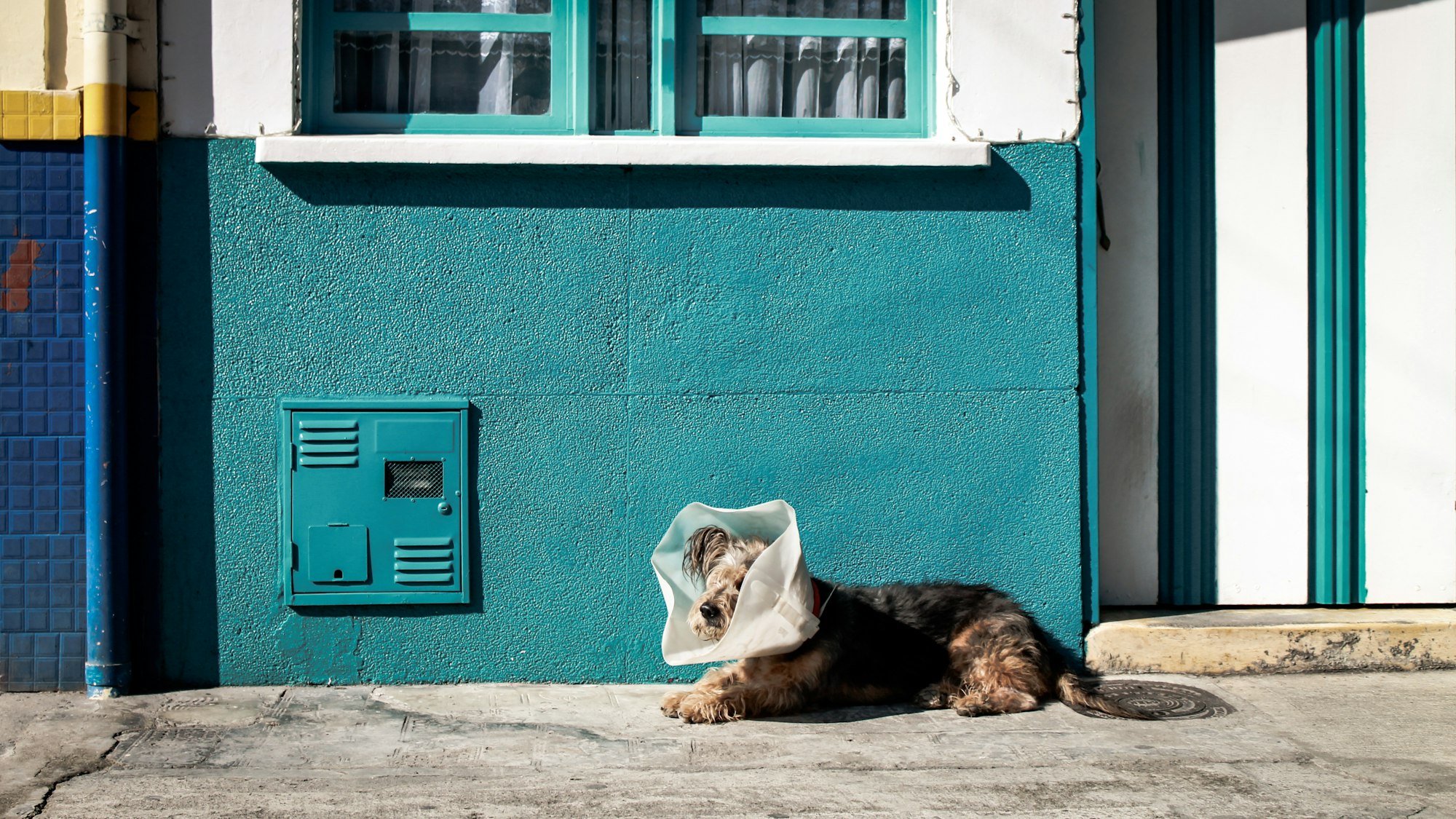 elizabethan collar