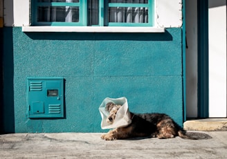 brown dog with plastic on his head