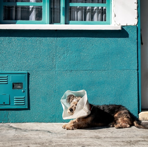 brown dog with plastic on his head