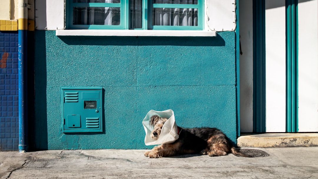 Photo de vétérinaire par Ivan Rojas Urrea