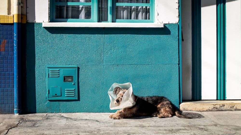 cane marrone con plastica sulla testa