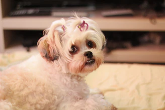 Happy teacup Maltese puppy sitting on a wooden floor with a gentle smile and a tiny pink bow on its head.