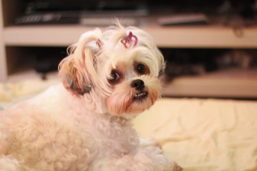 Happy teacup Maltese puppy sitting on a wooden floor with a gentle smile and a tiny pink bow on its head.