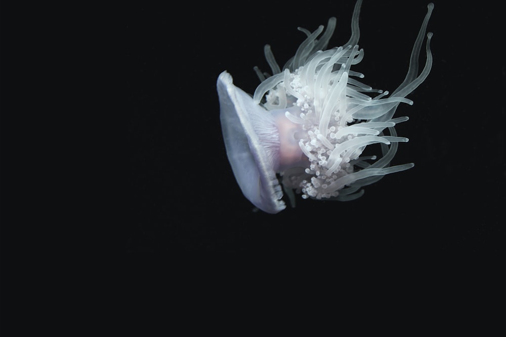 selective focus of white jelly fish