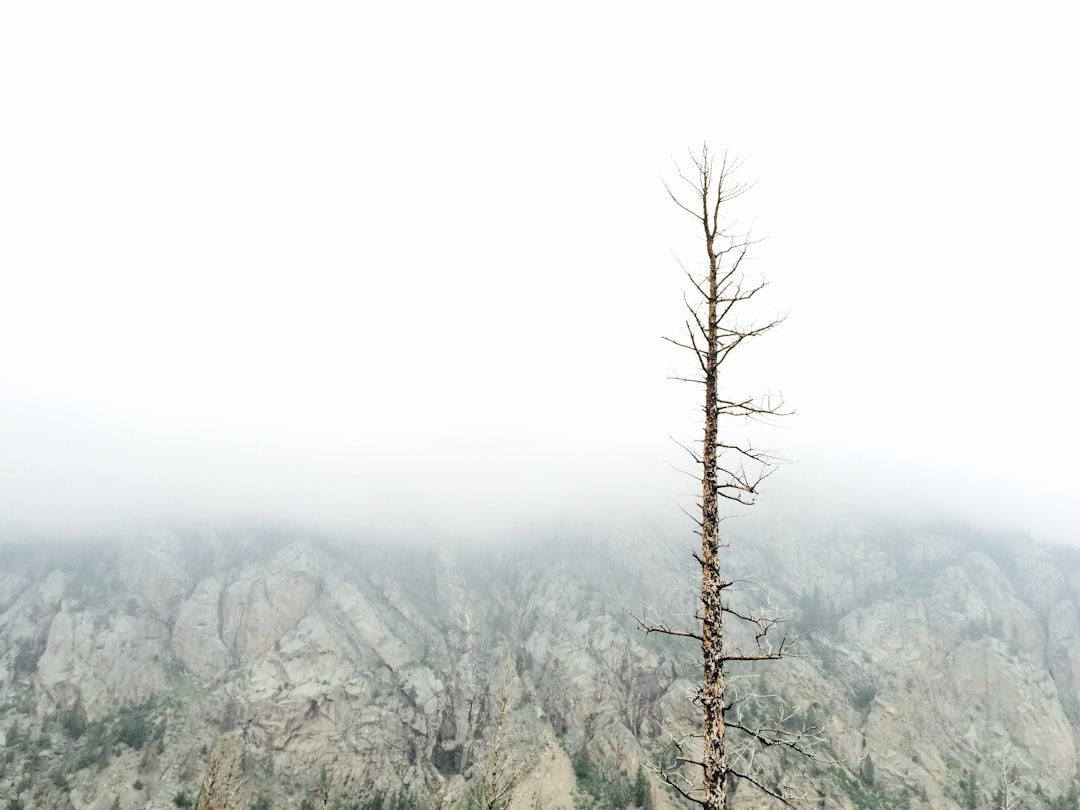 Forest photo spot Rocky Mountain National Park Eldora