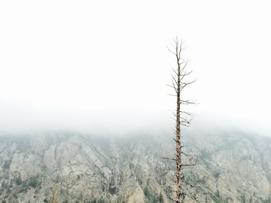 brown bare tree photography in Rocky Mountain National Park United States