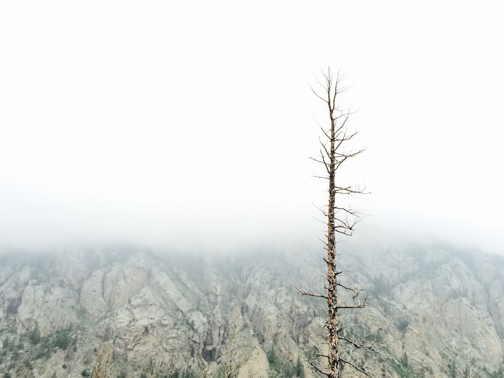 brown bare tree photography