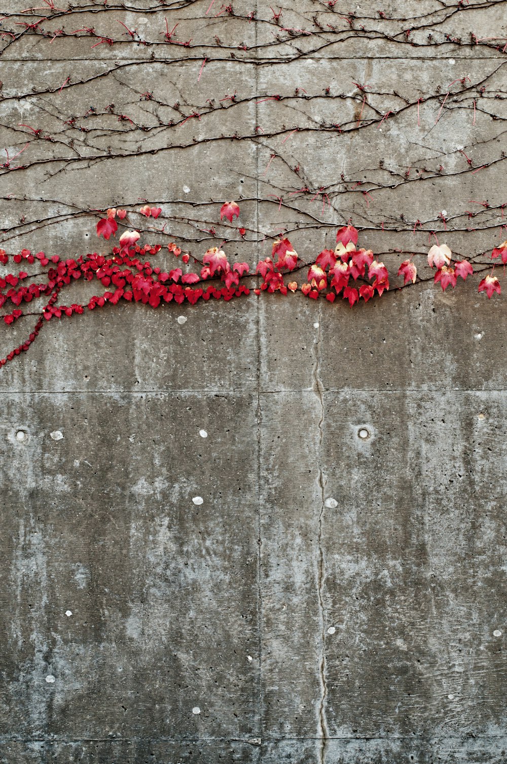 red-petaled flower