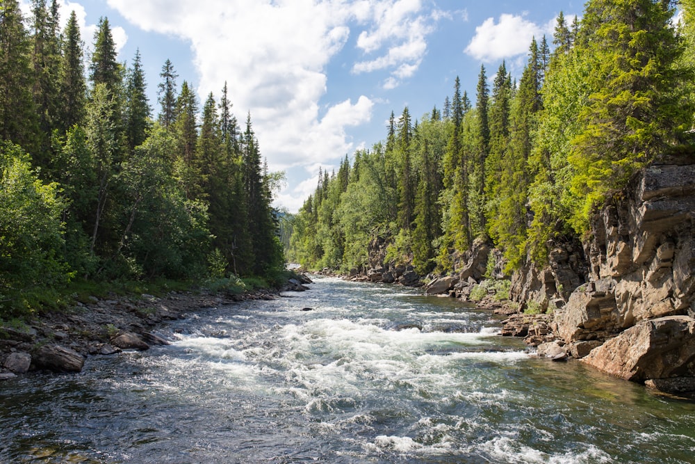creek in between mountains covered with pine trees at daytime