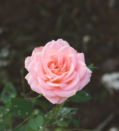 fleurs