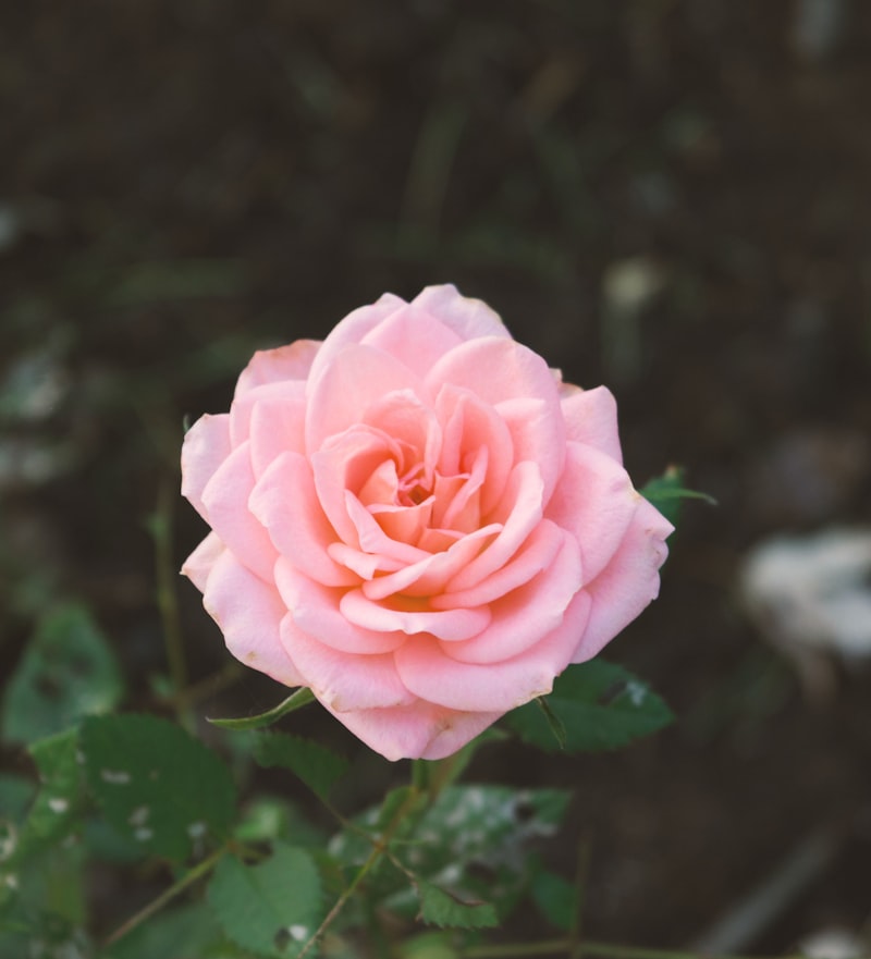 Decorações para Eventos