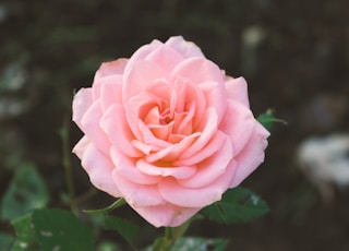 pink carnation flower