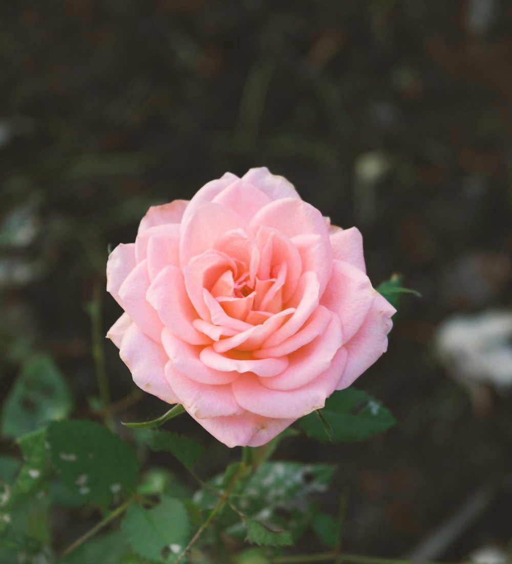 Flor de clavel rosa