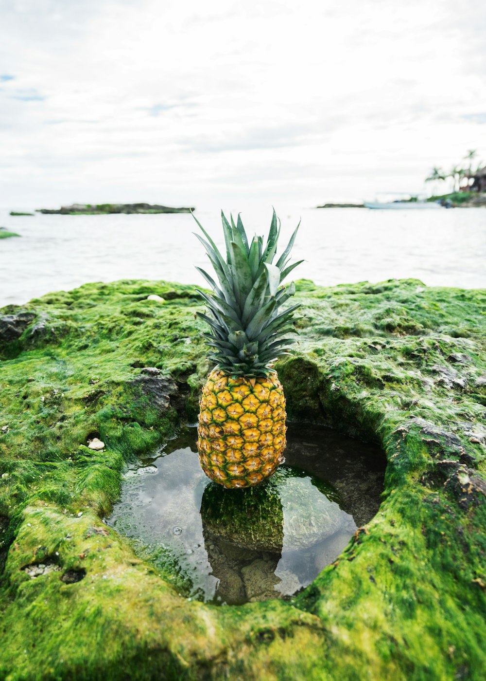 pineapple fruit