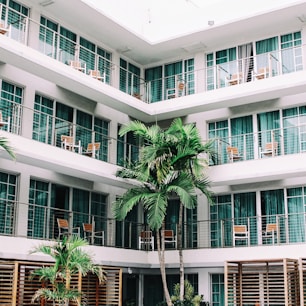 coconut palm trees in hotel lobby