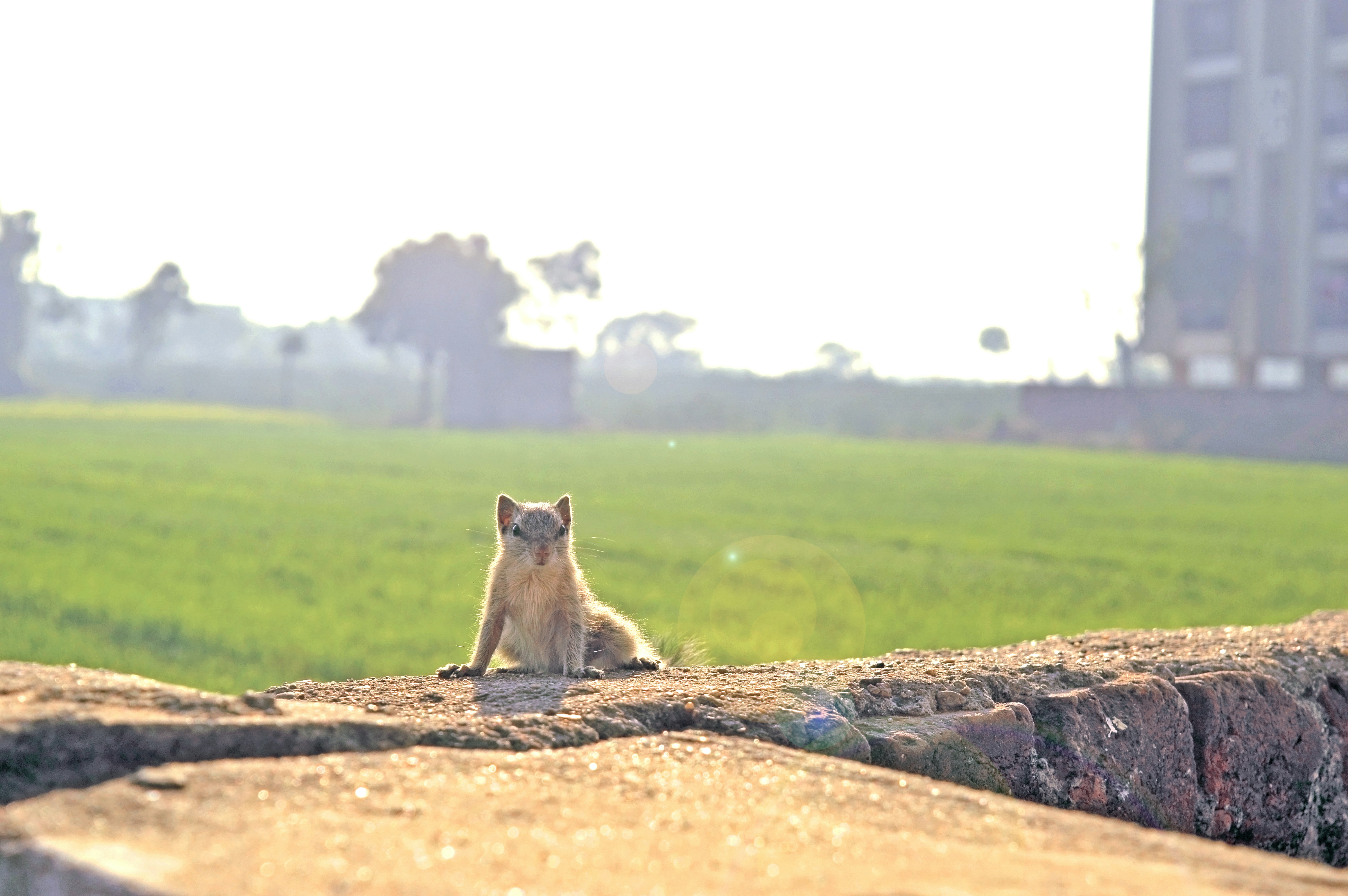 Free Unsplash photo from Prashant Ghoshal