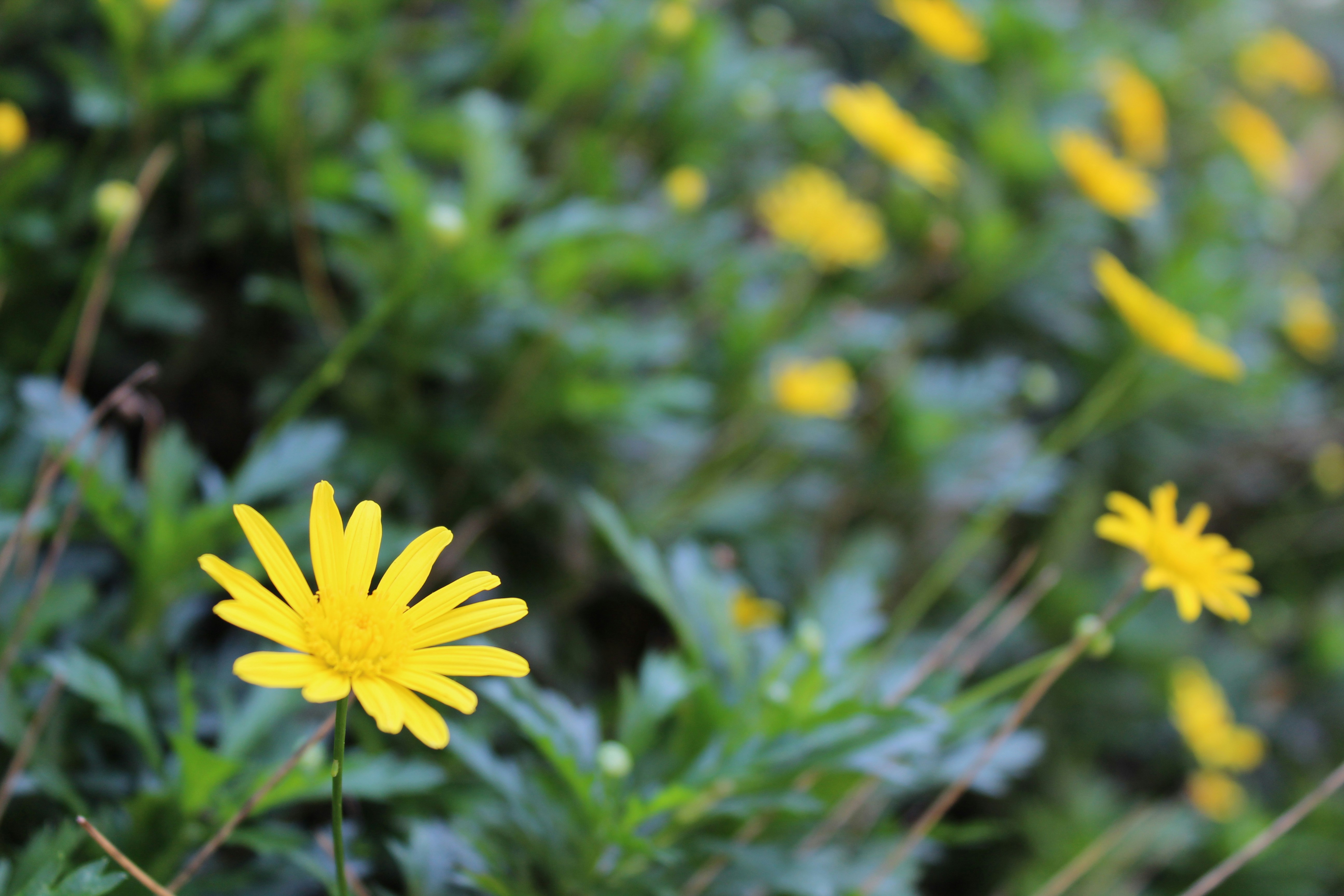 Free Unsplash photo from Jhon David