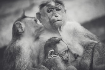 A grayscale photograph captures a group of monkeys in a tender scene. An adult monkey holds a baby close, showing a nurturing gesture. Another monkey is close beside them, appearing to be nuzzling or grooming the adult. The monkeys' expressions and postures suggest a peaceful and caring interaction.